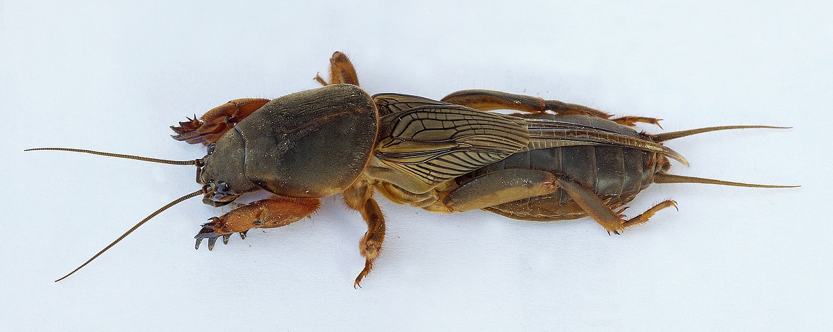 Mole cricket