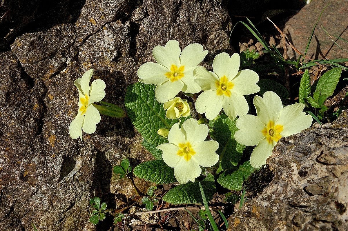 primule di marzo