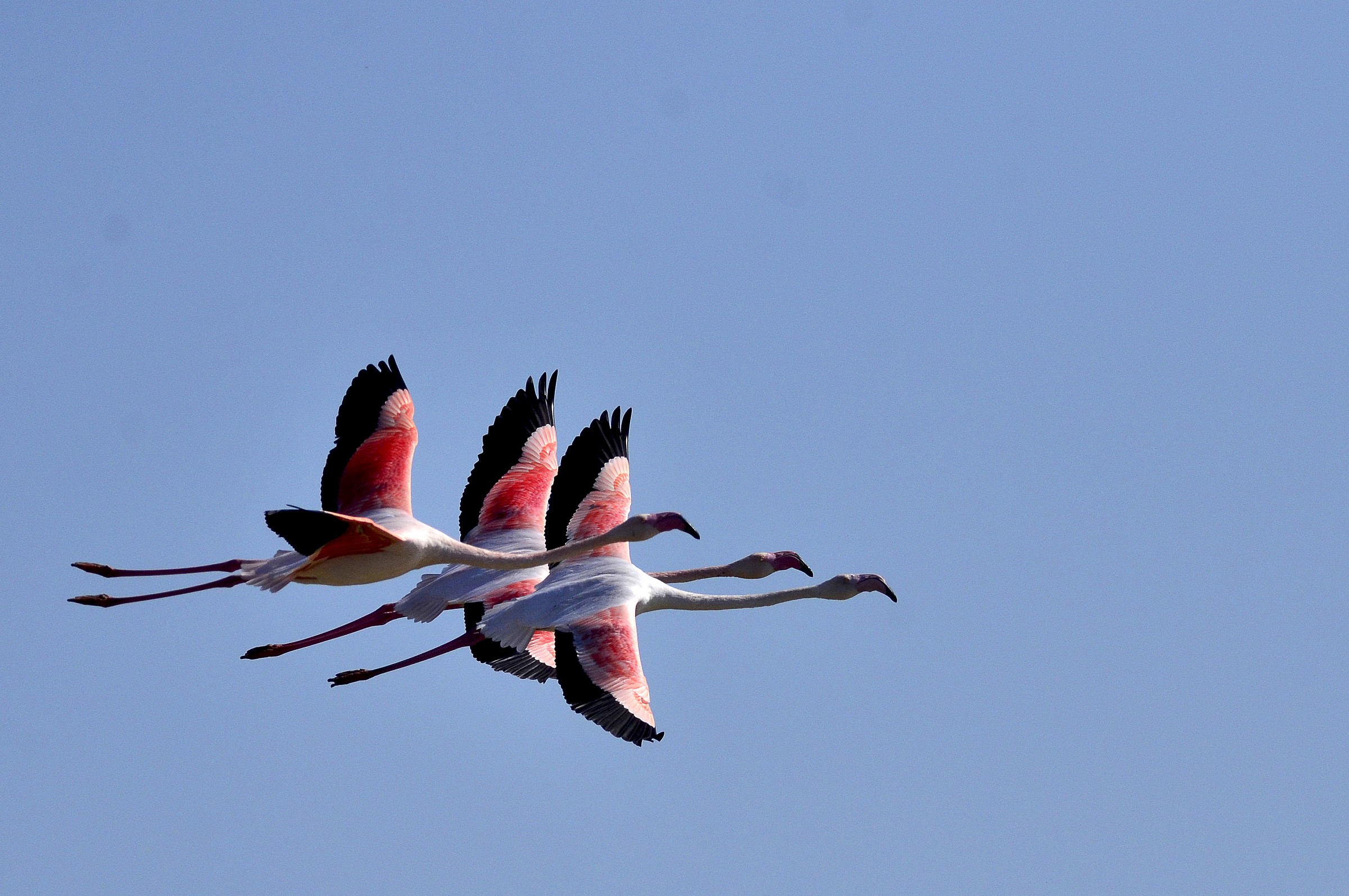 Tre tonalita' di rosa