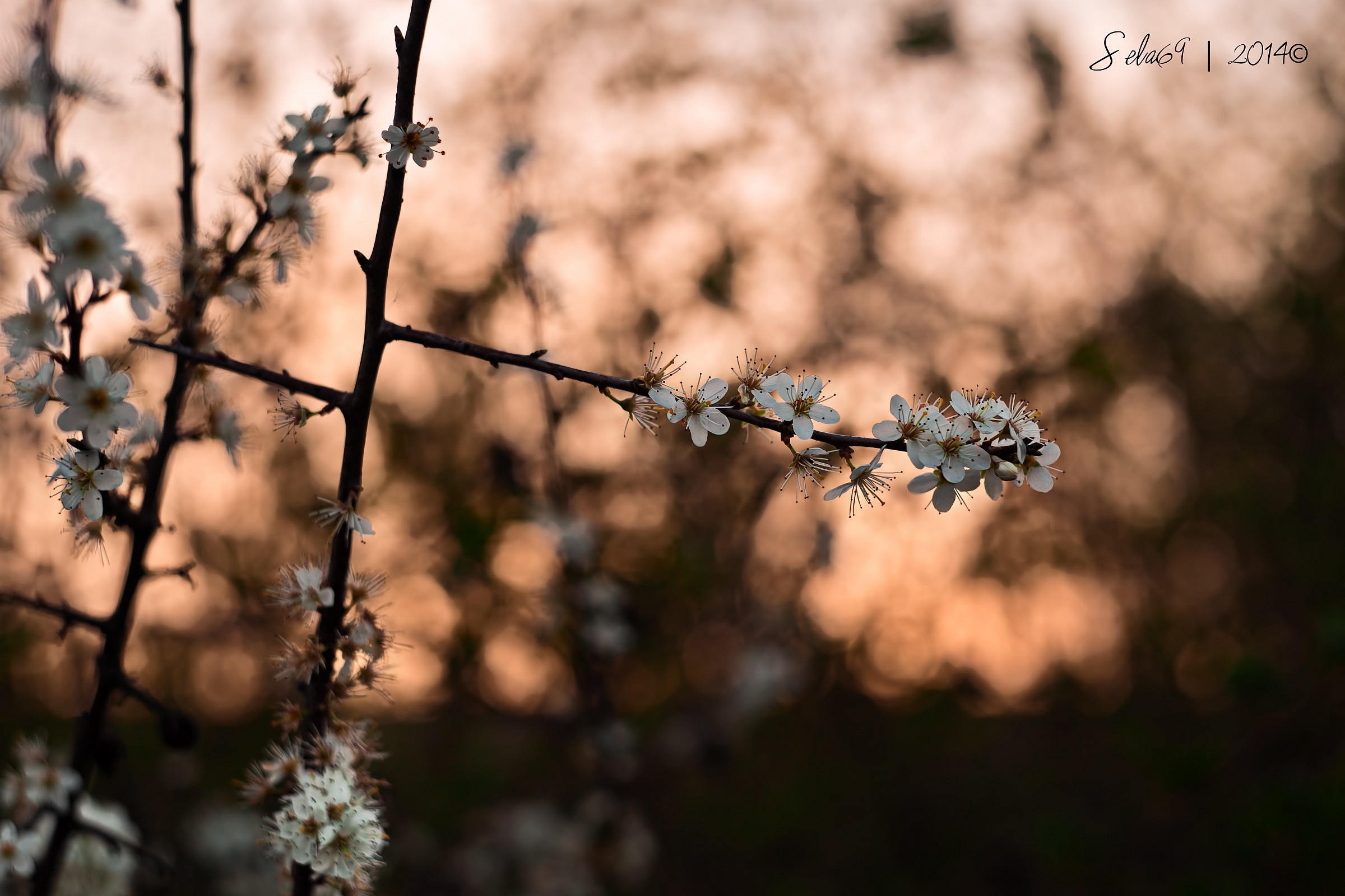Flowers "Russians" at sunset ...