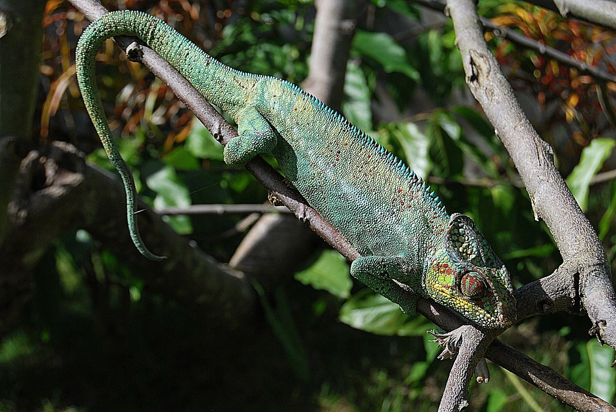camaleonte Madagascar foresta lokobe