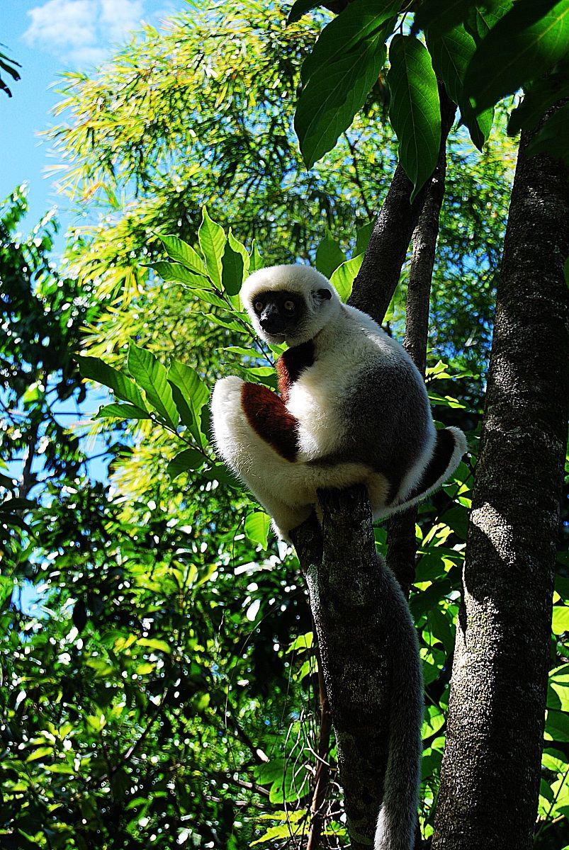 lemure Madagascar foresta lokobe