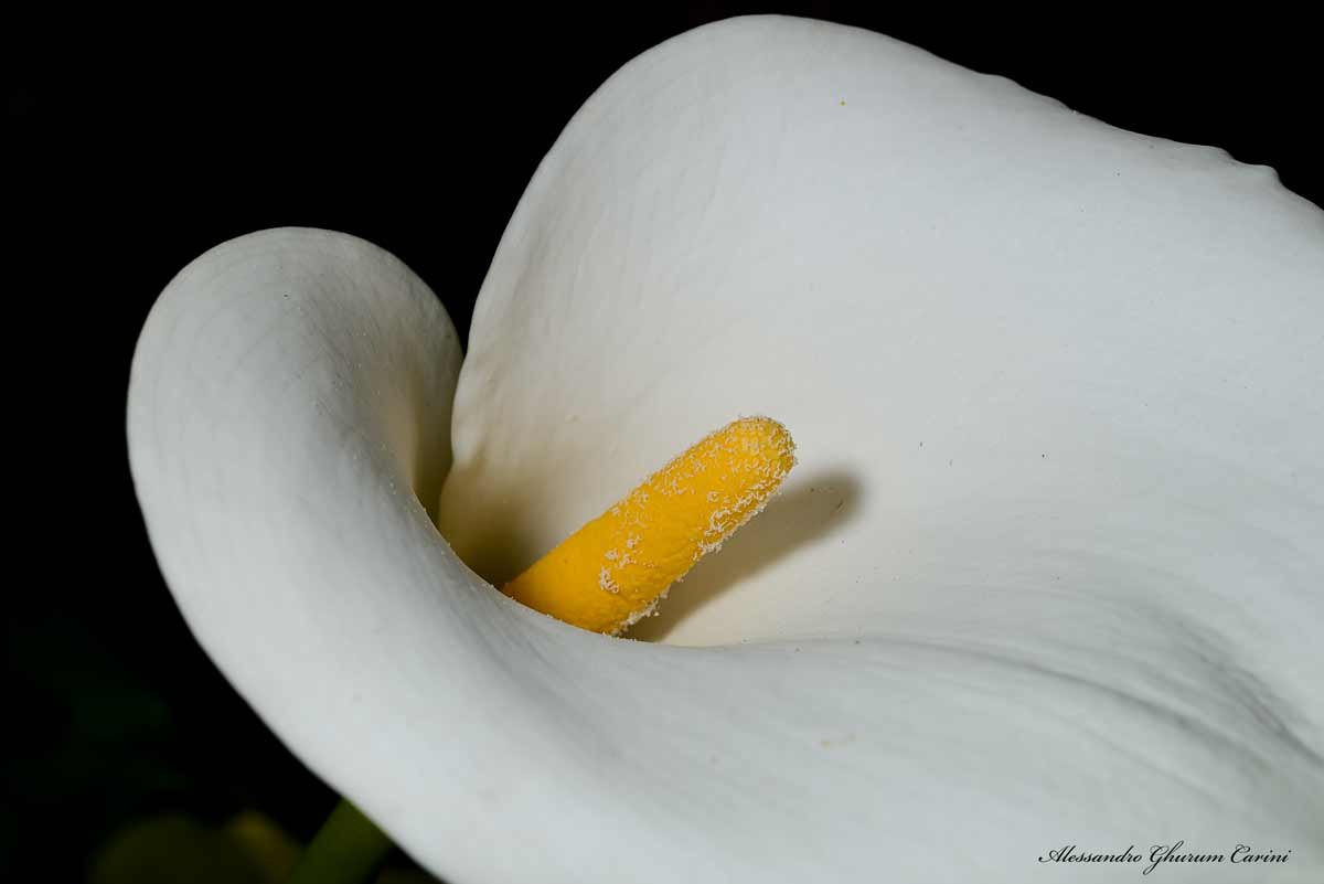 Calla