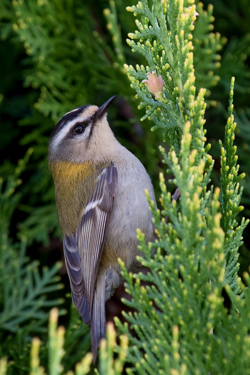 Fiorracino ambientato
