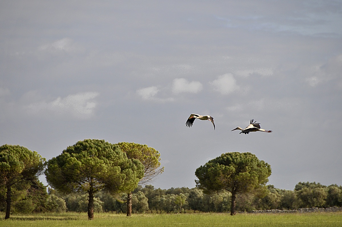 Cicogne al volo.....              Uccelli
