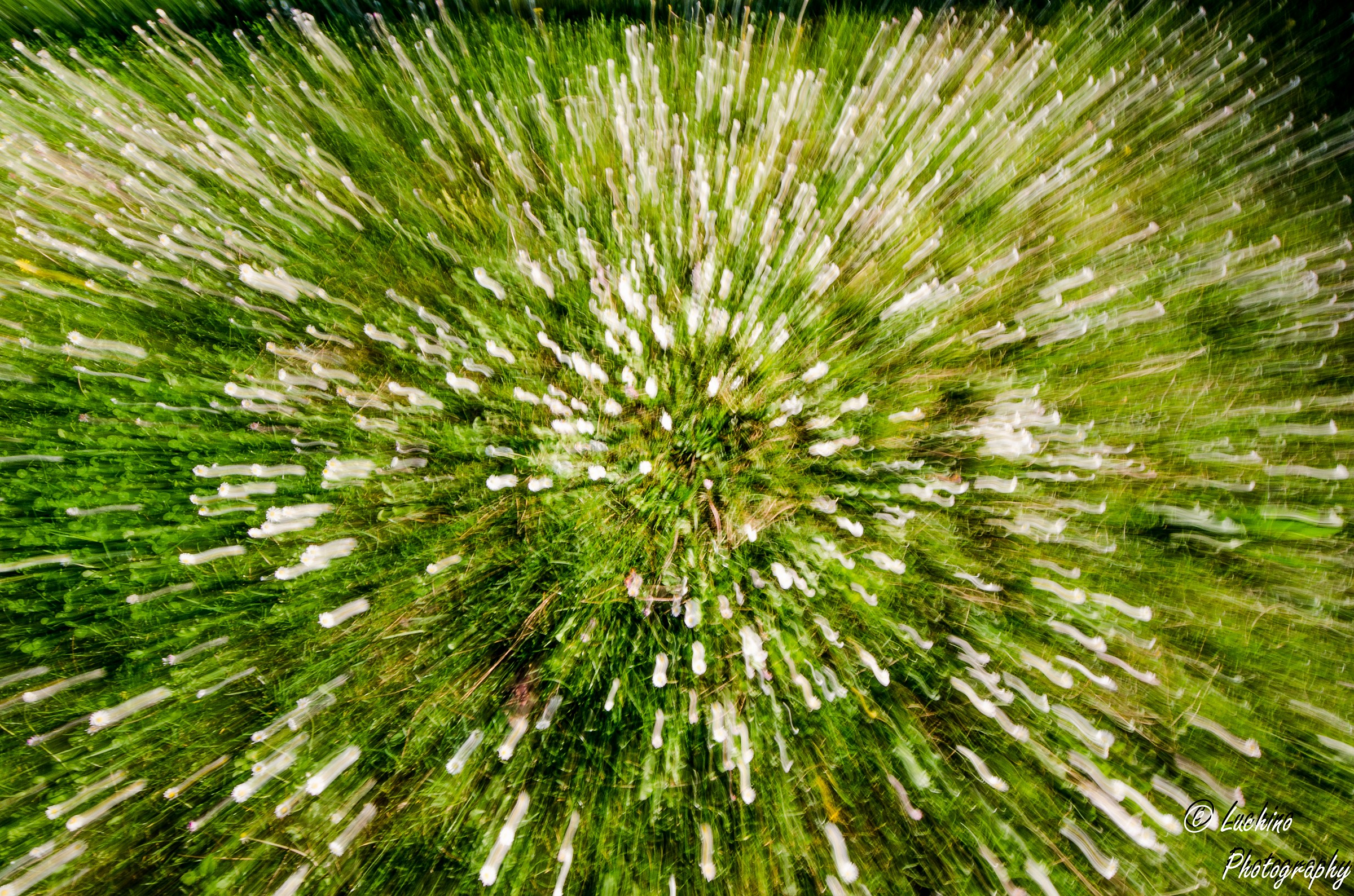 Explosion of flowers