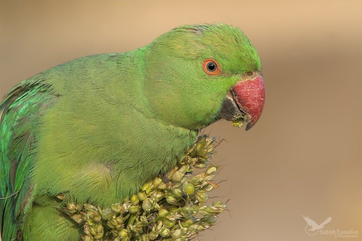 Juvenile Parakeet