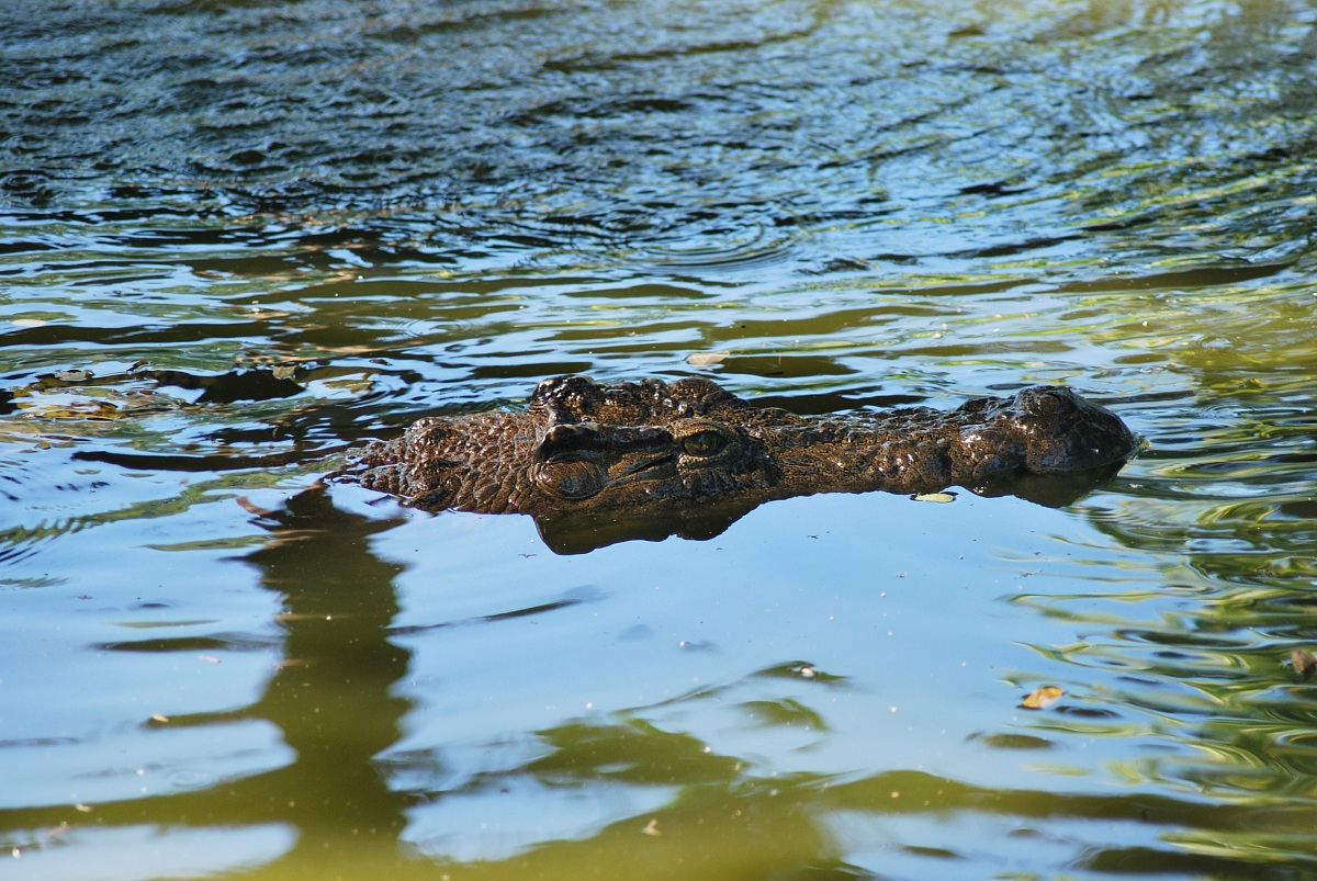 coccodrillo Madagascar foresta lokobe