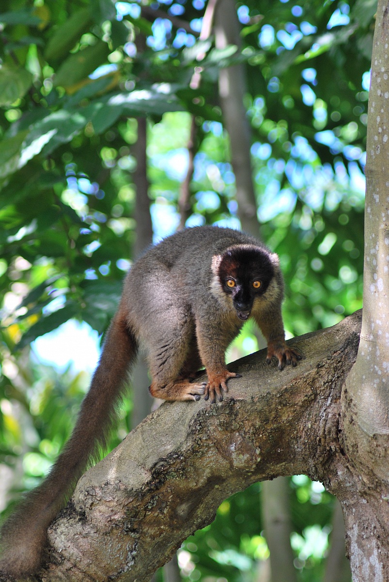 lemure Madagascar foresta lokobe