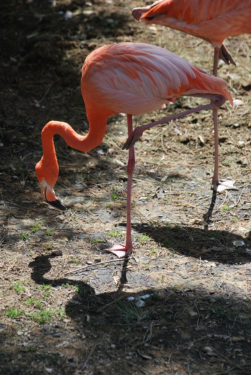 fenicottero Messico Rio Lagartos