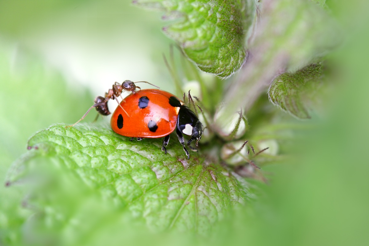 Ora metti la seconda e lascia la frizione!