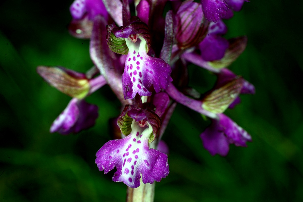 Orchis morio var. Grandflora