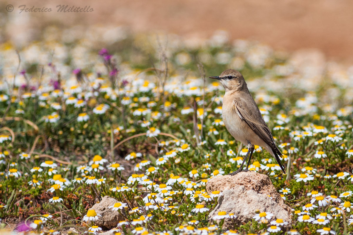 Culbianco isabellino