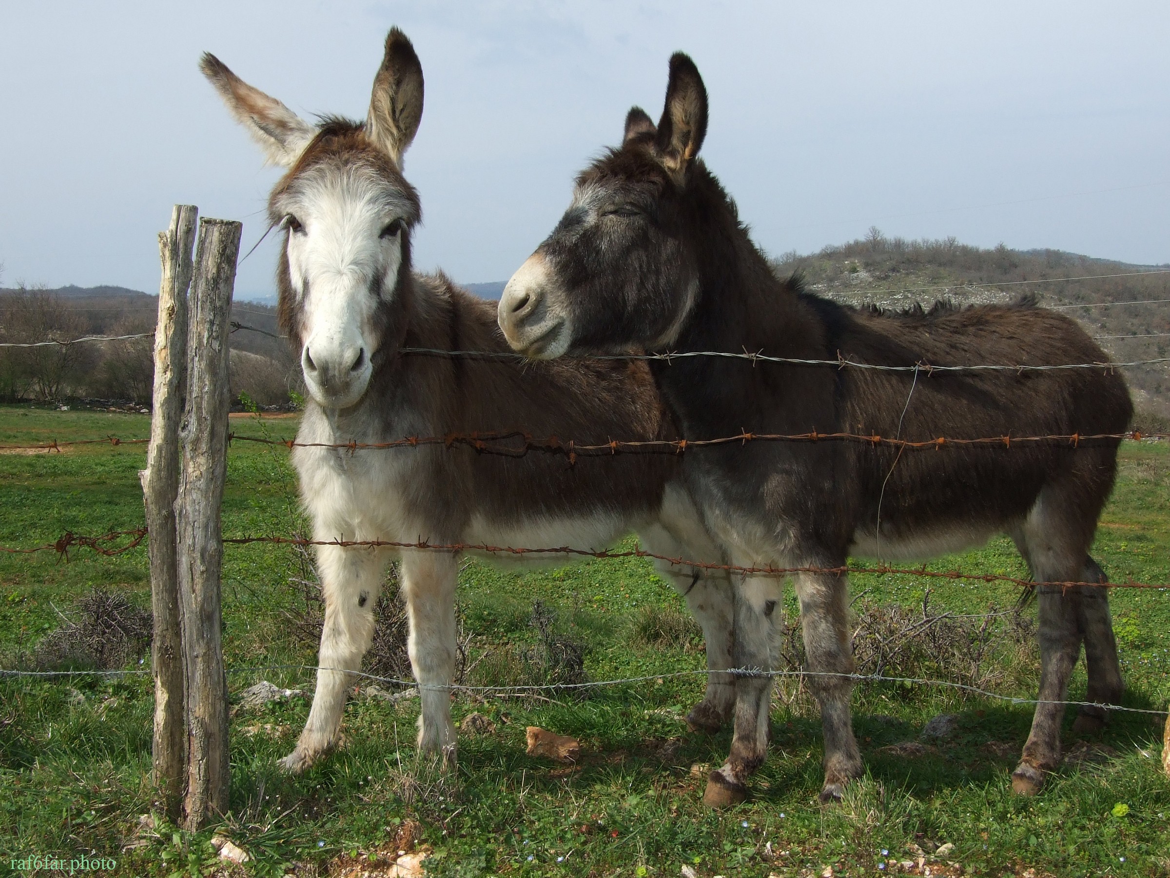 Donkeys