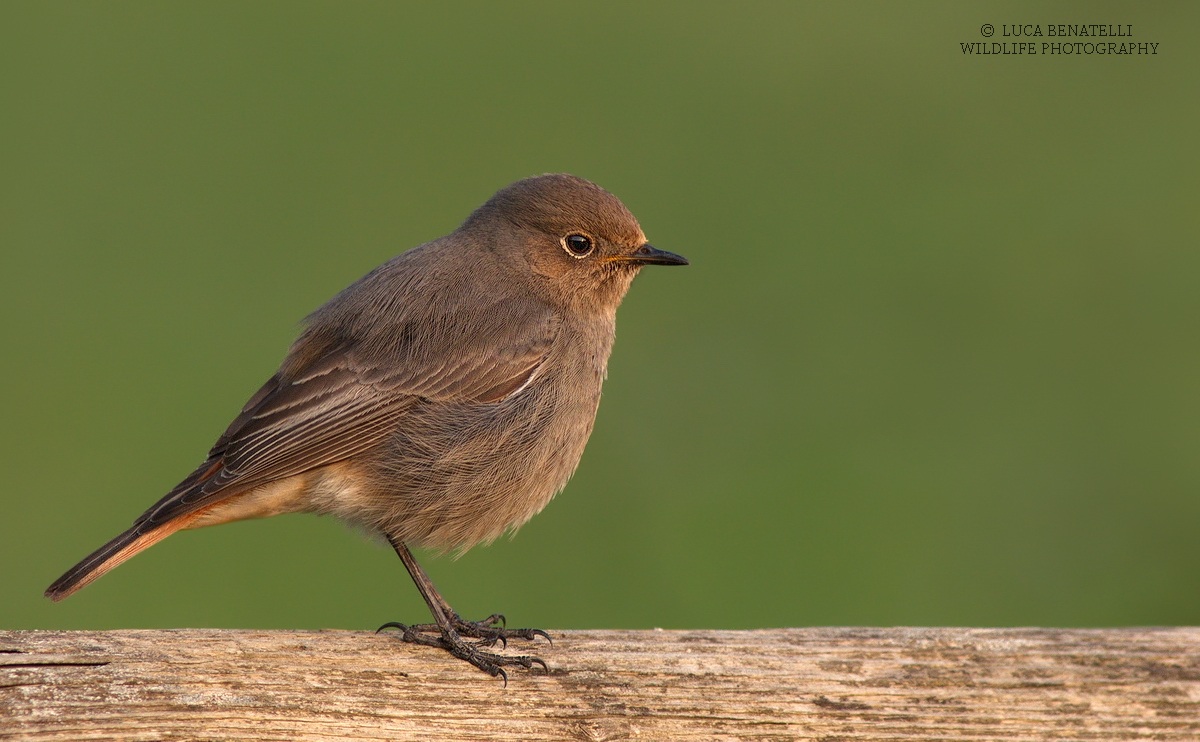 Black Redstart