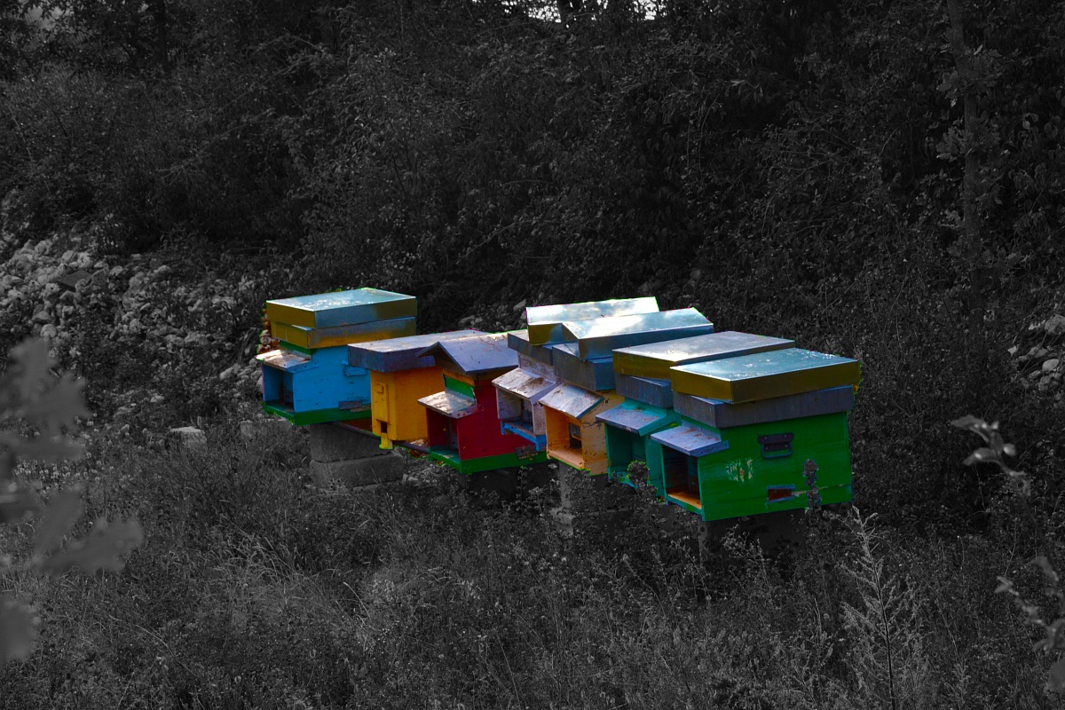 la fabbrica del miele