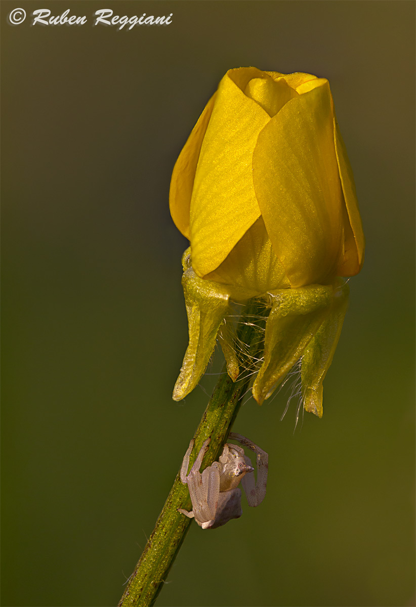 Buttercup with guest