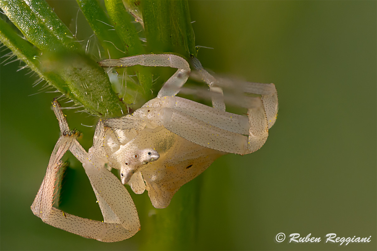 The host of the buttercup