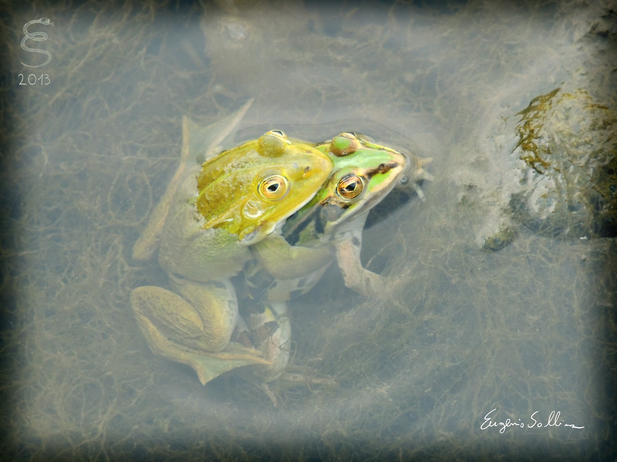 Pelophylax sp.