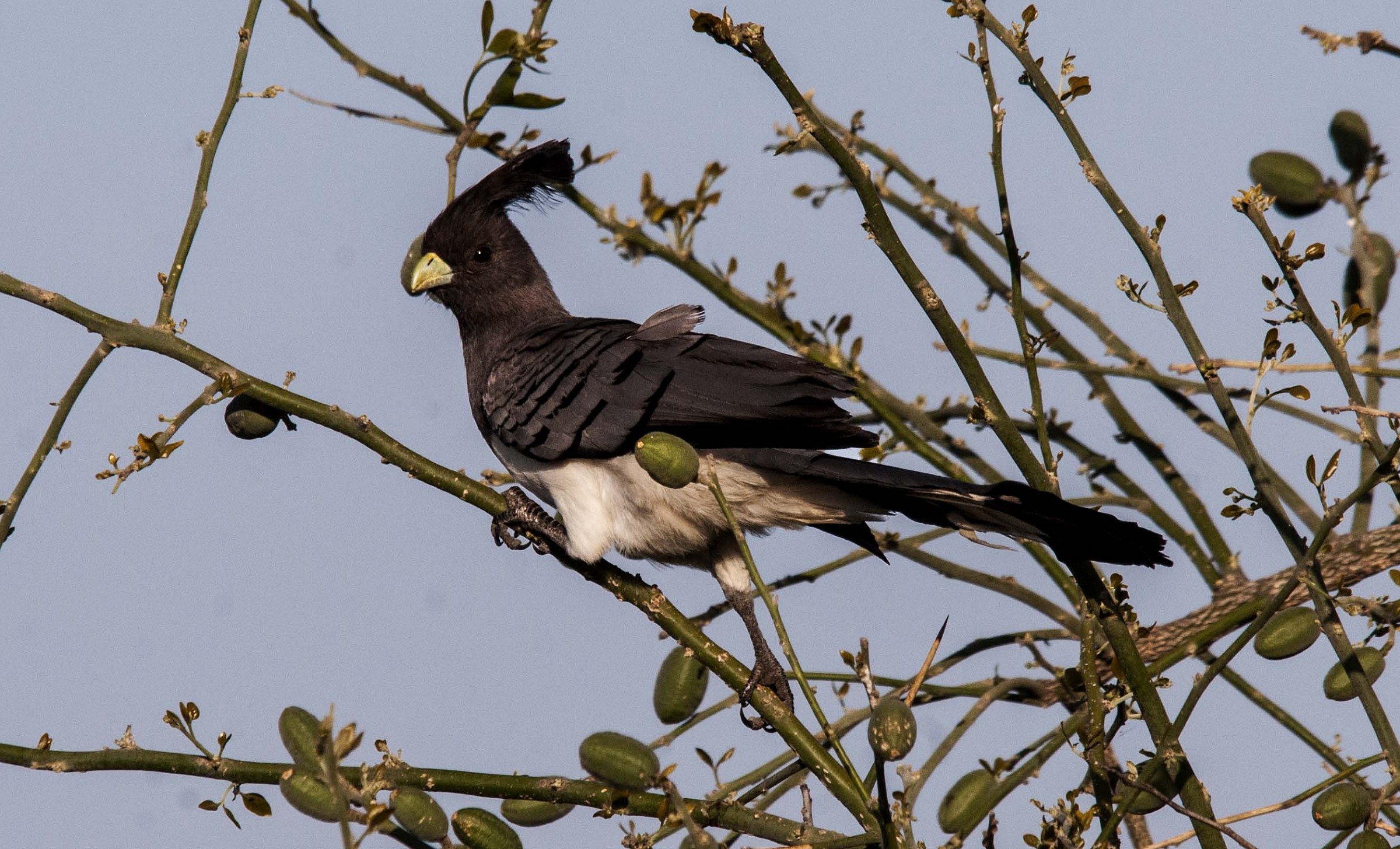 White-bellied Go-away Bird