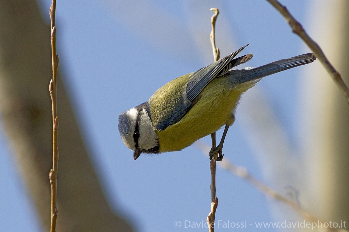 Blue Tit