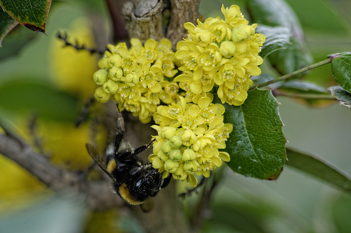 Mahonia