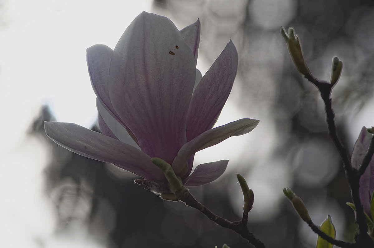 Magnolia