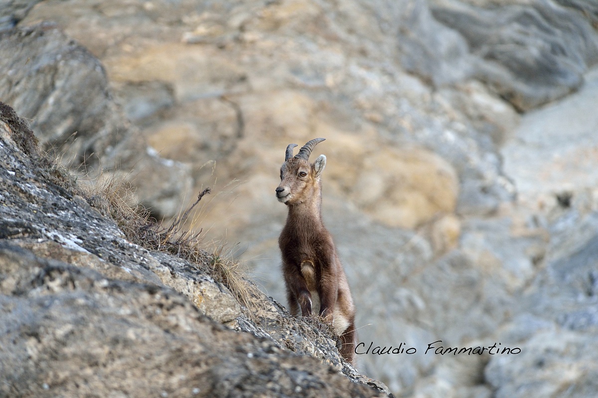 Ibex female
