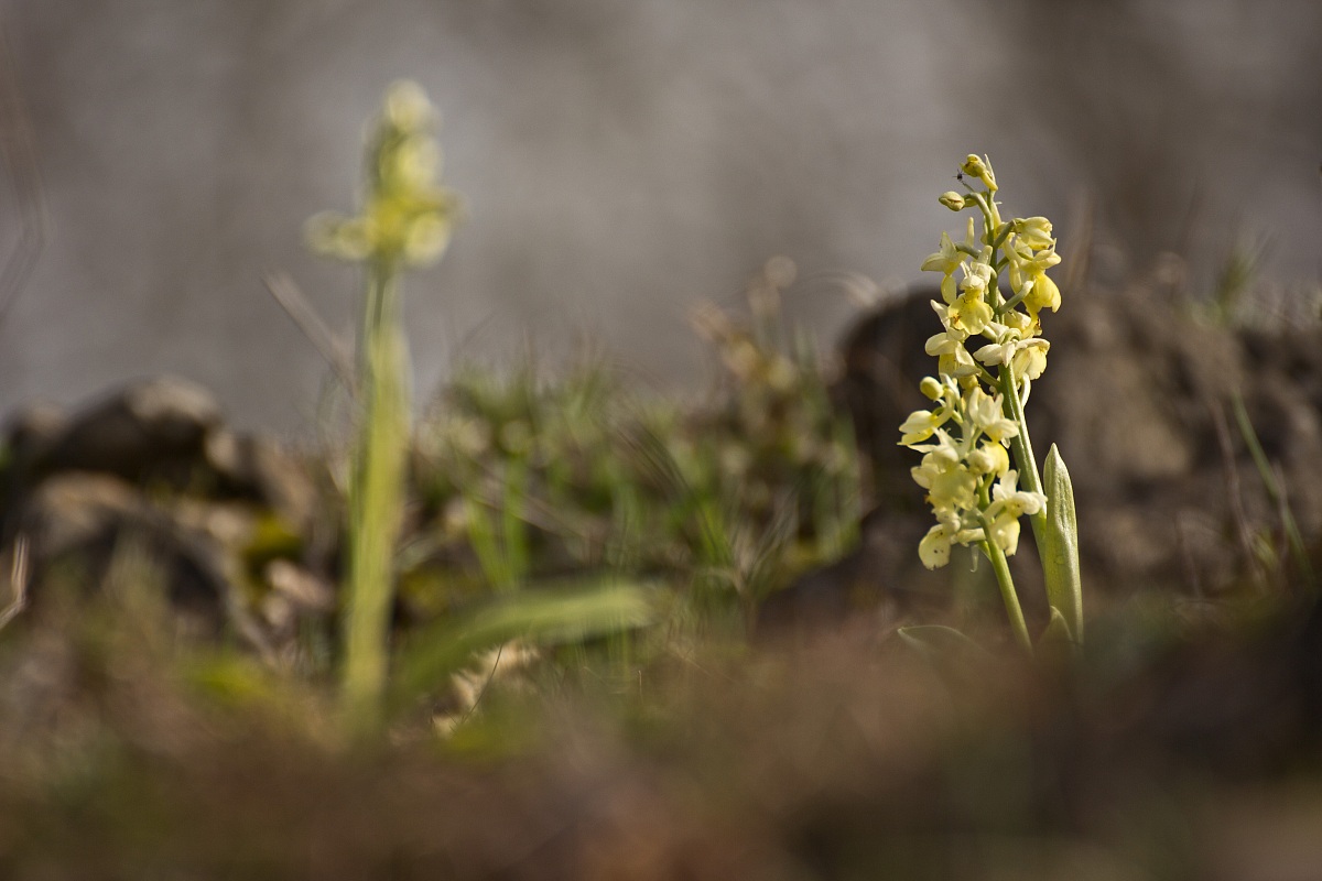 Orchis pallens