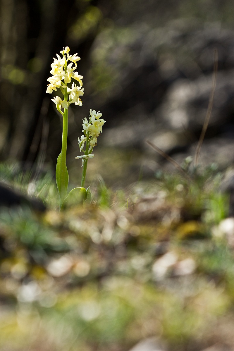 Orchis pallens