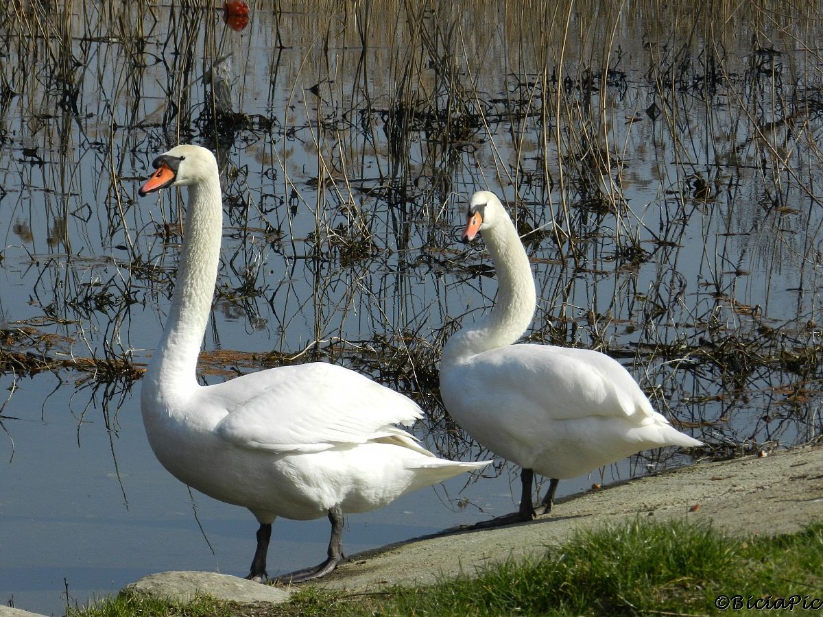 Pair of swans