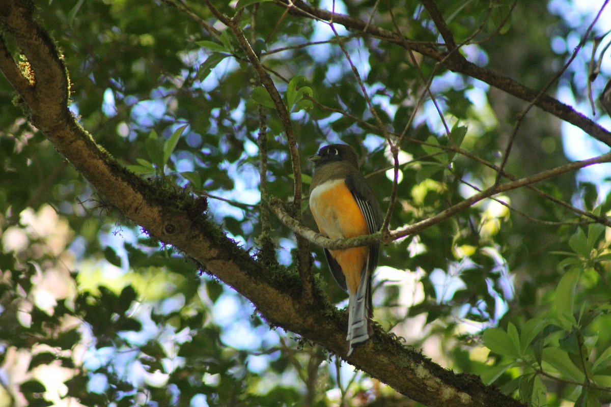Orange bellied trogon female
