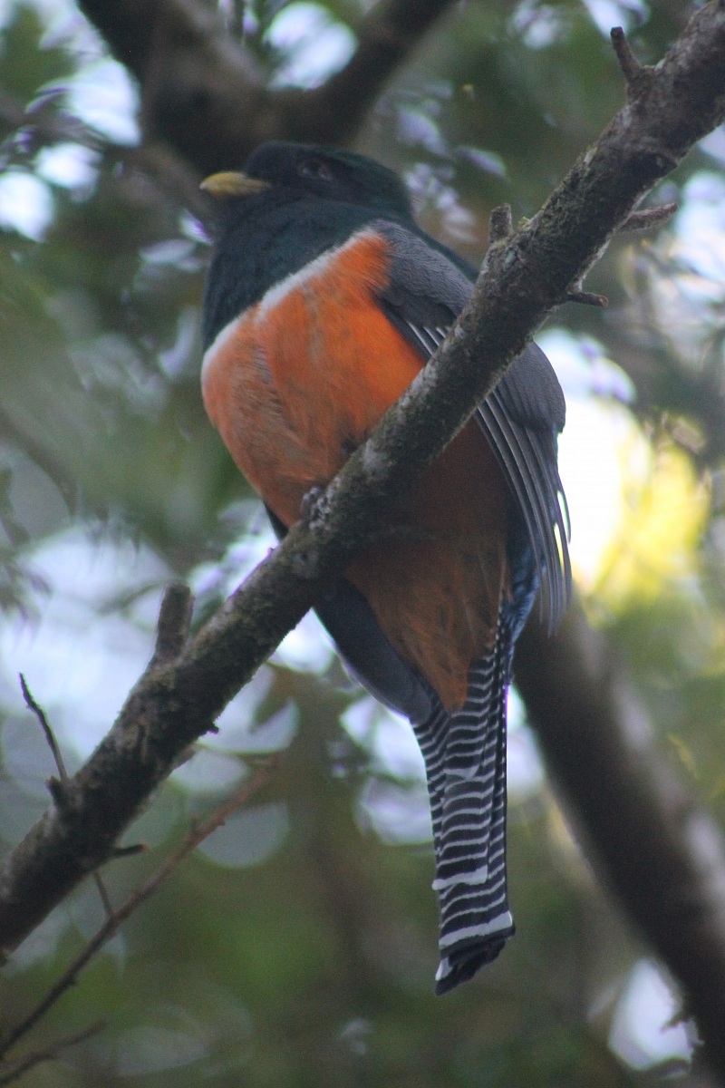 Orange bellied trogon bad