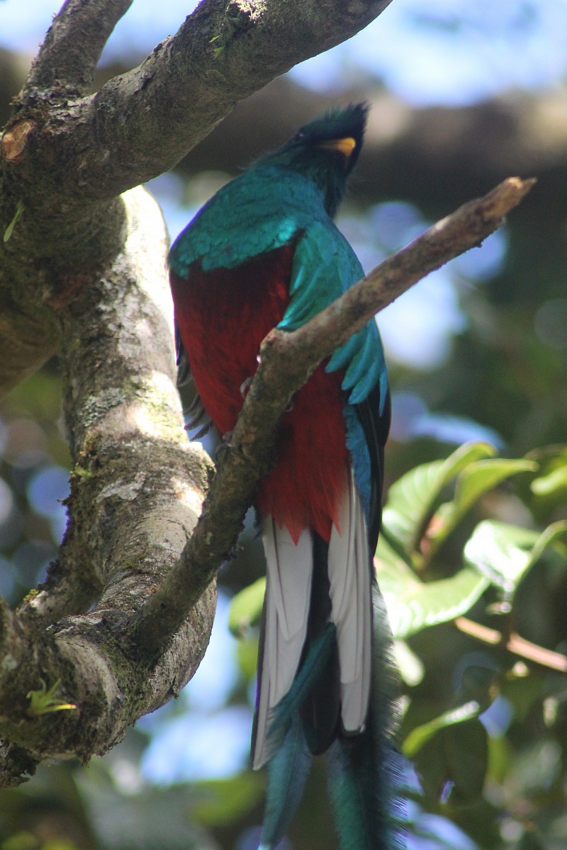 Resplendent Quetzal bad