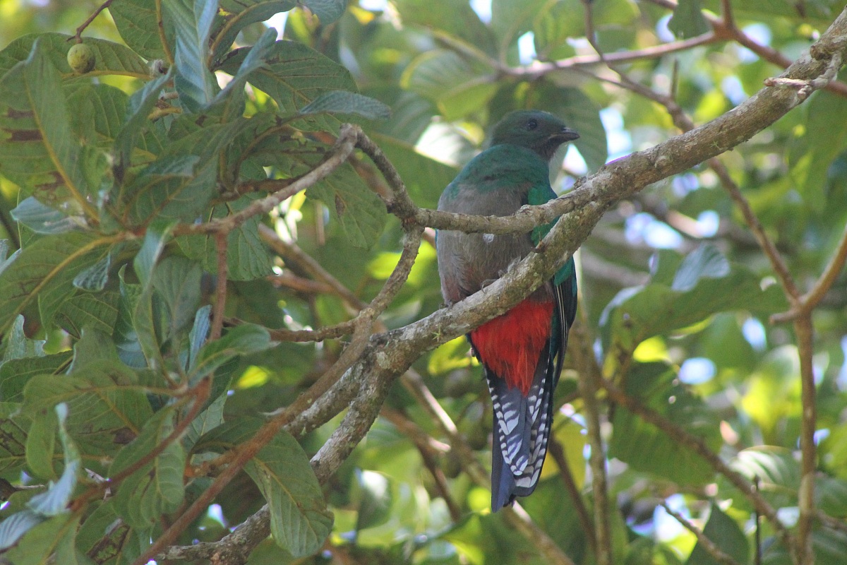Resplendent Quetzal female