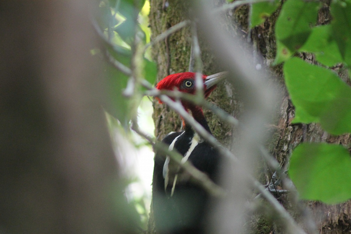 Pale billed woodpeacker