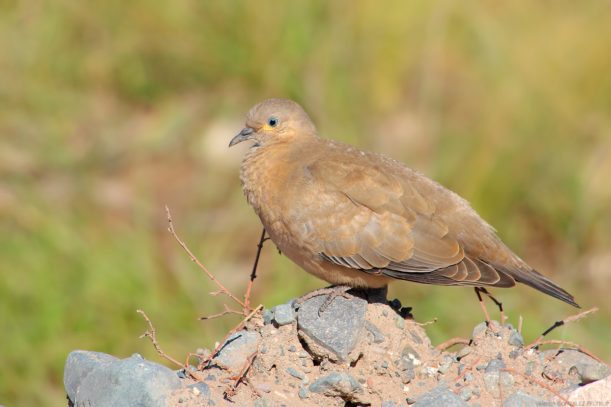 Cordillerana palomita (Nero-alato terra Colomba)