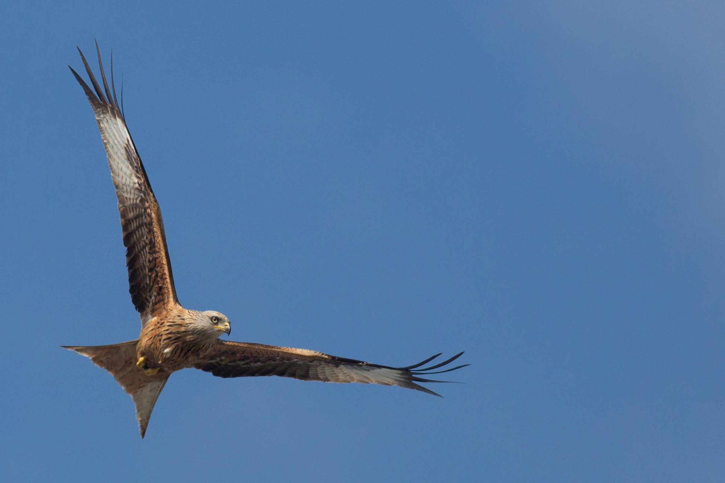 His Majesty the Red Kite