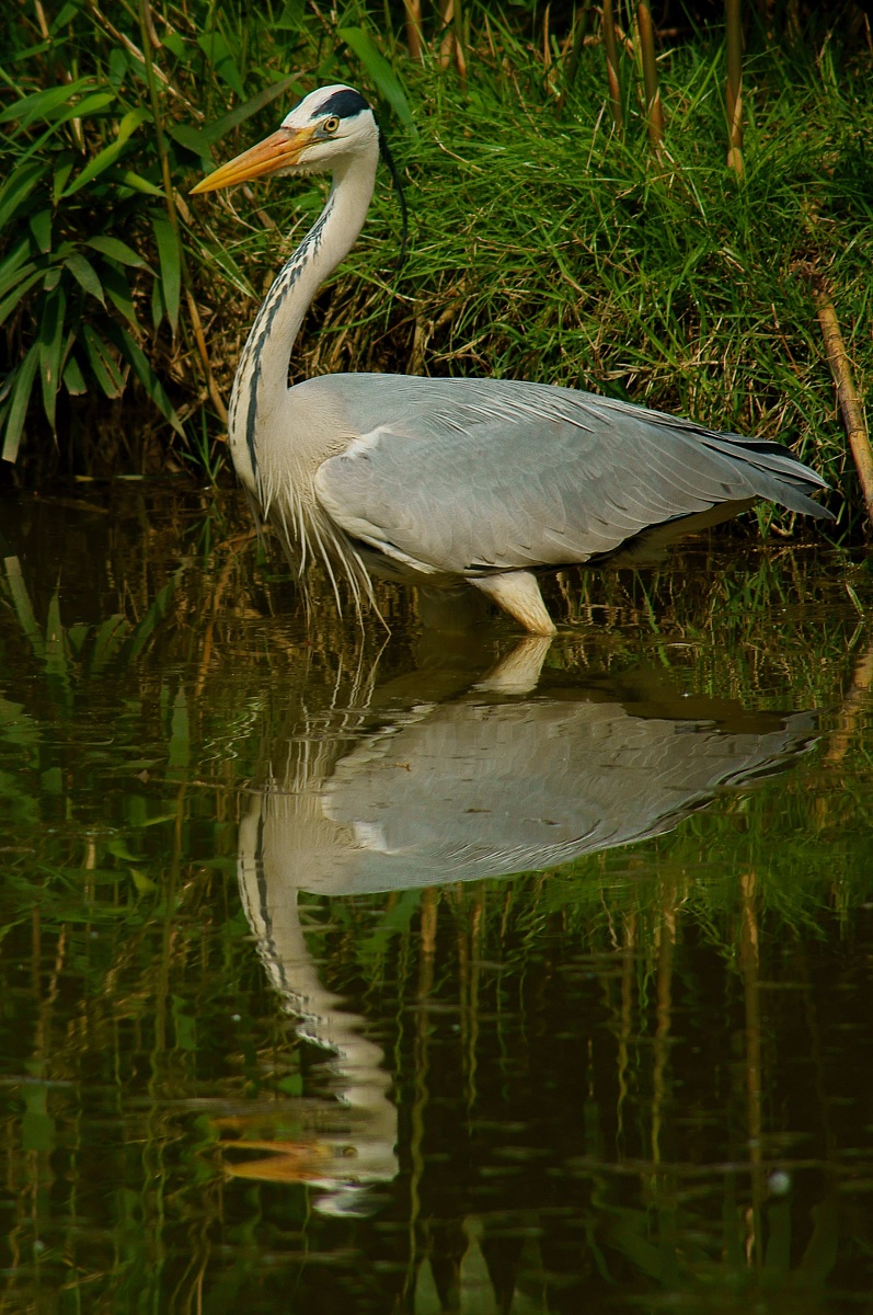 heron 2