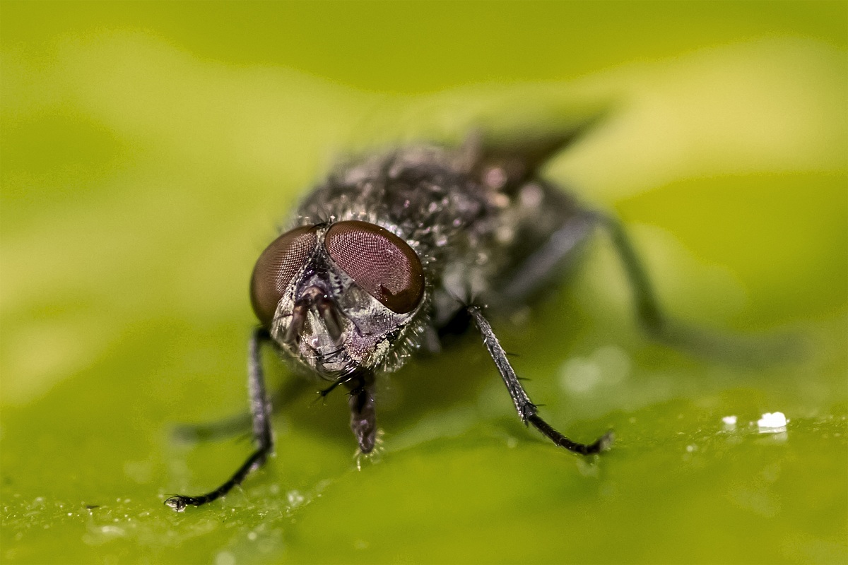 Mosca (Musca domestica)