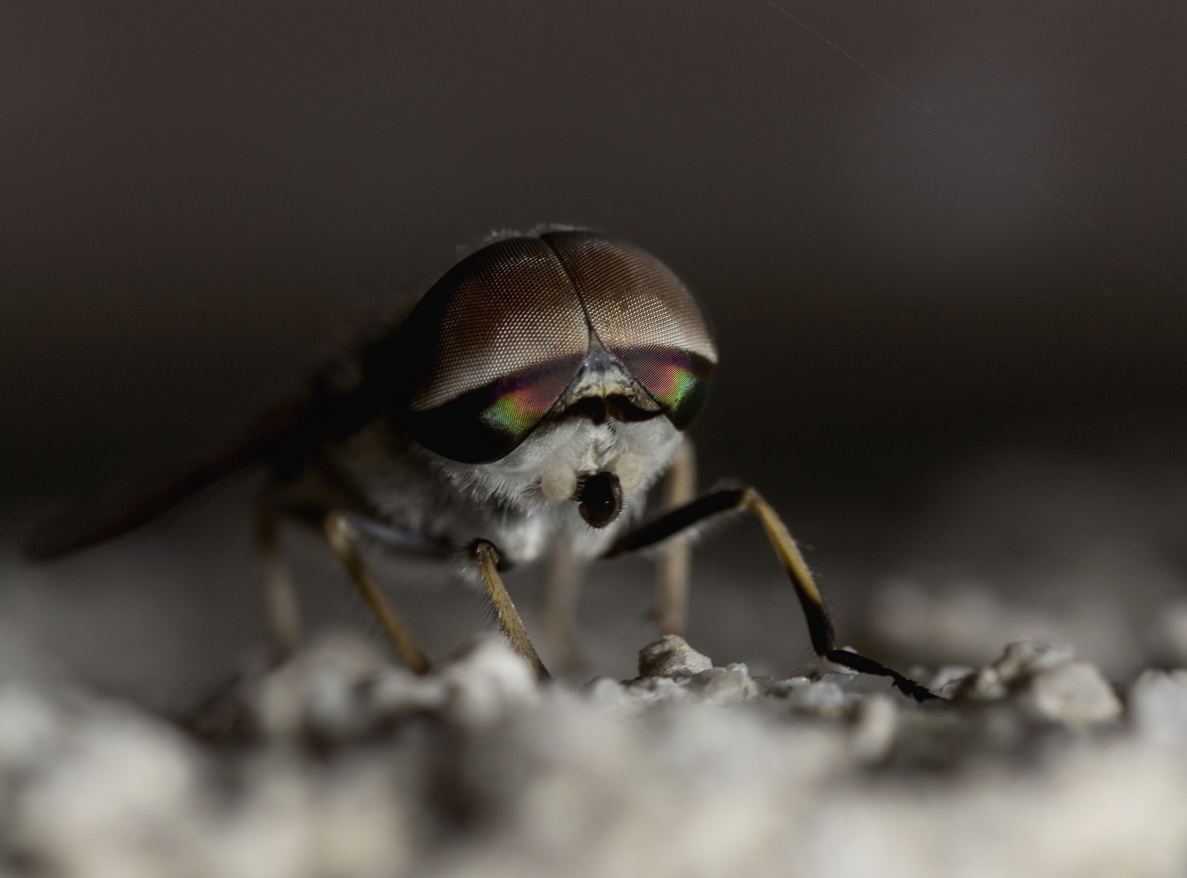 Tafano (Tabanus bovinus)