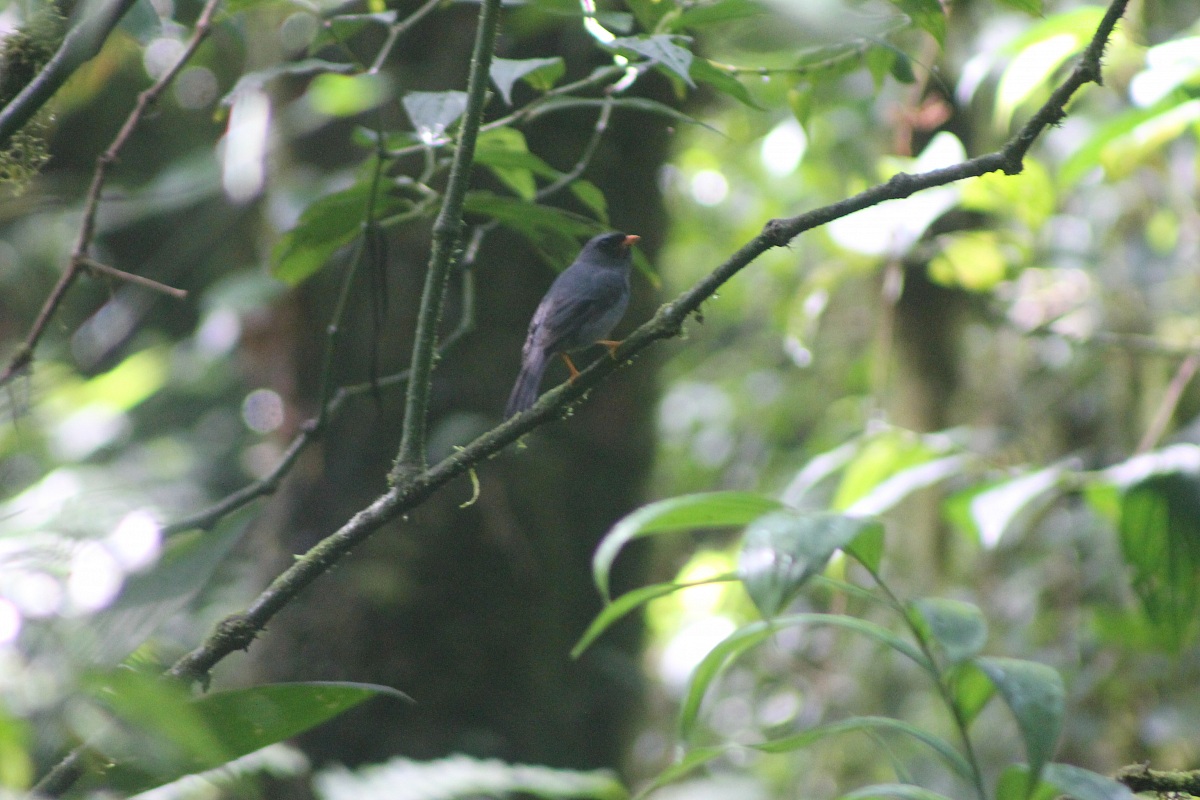 Black faced Solitaire