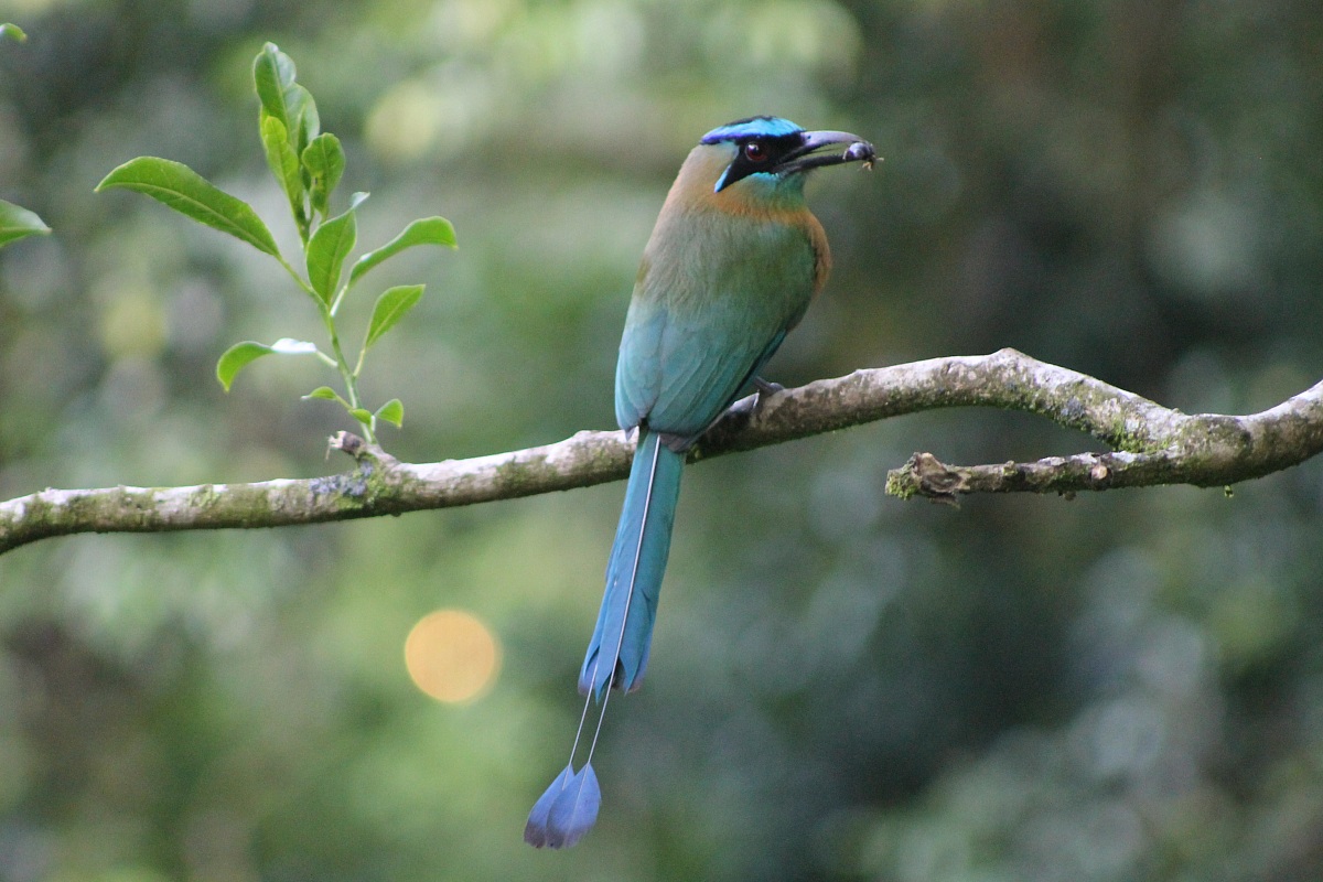 Blue crowned mot mot