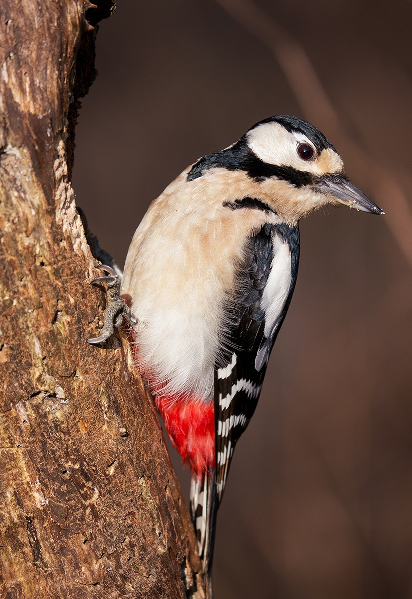 Picchio Rosso Maggiore (femmina)
