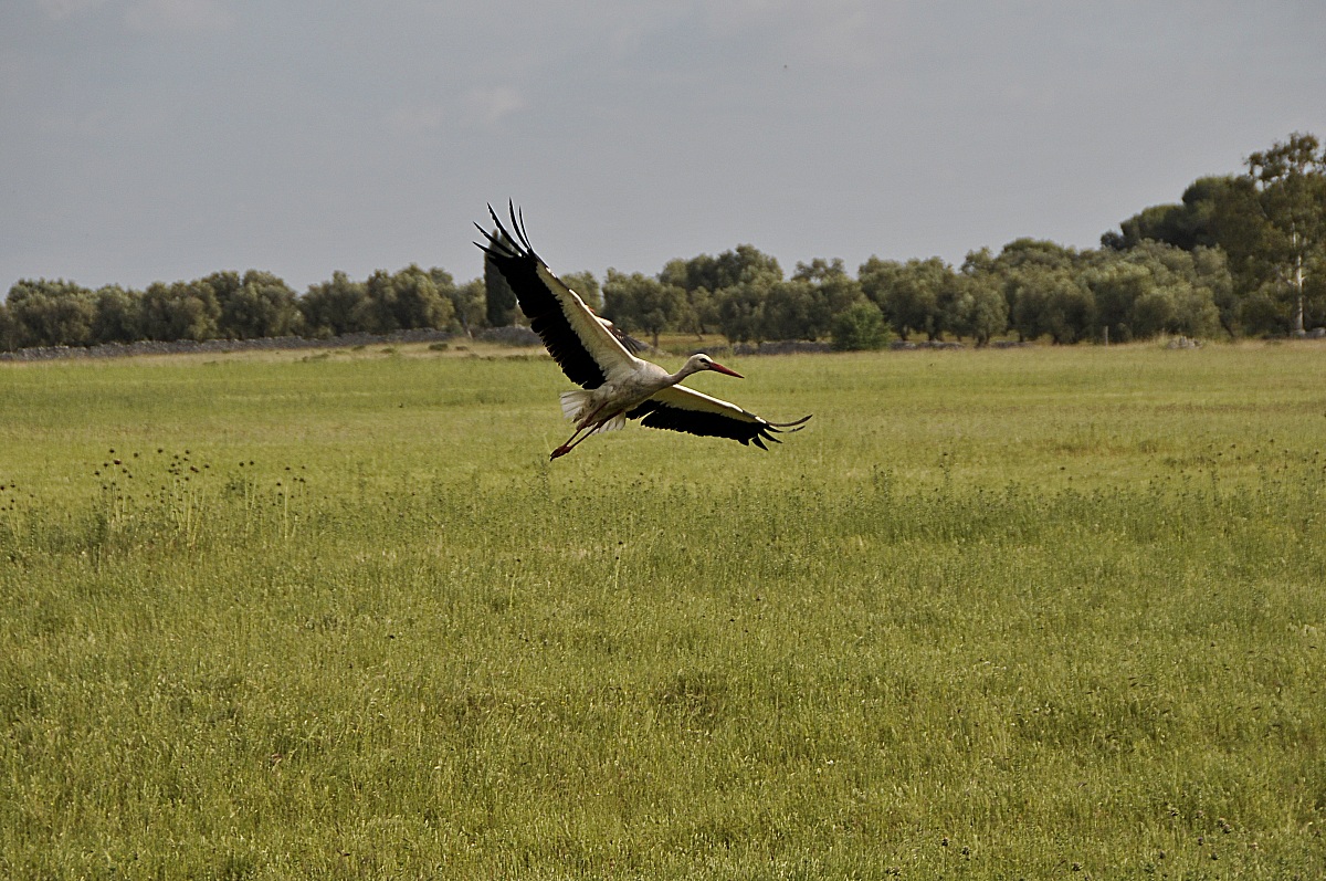 planata                            uccelli