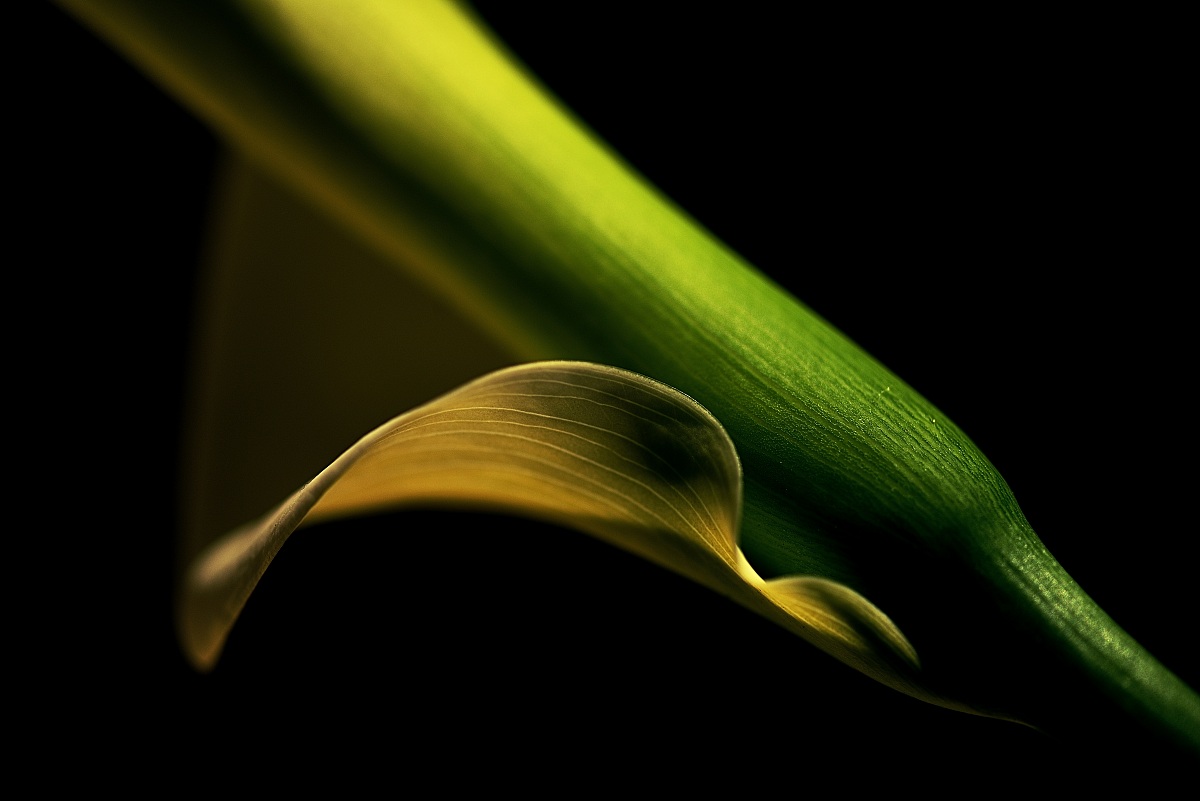 Sinuosità floreali (Zantedeschia)