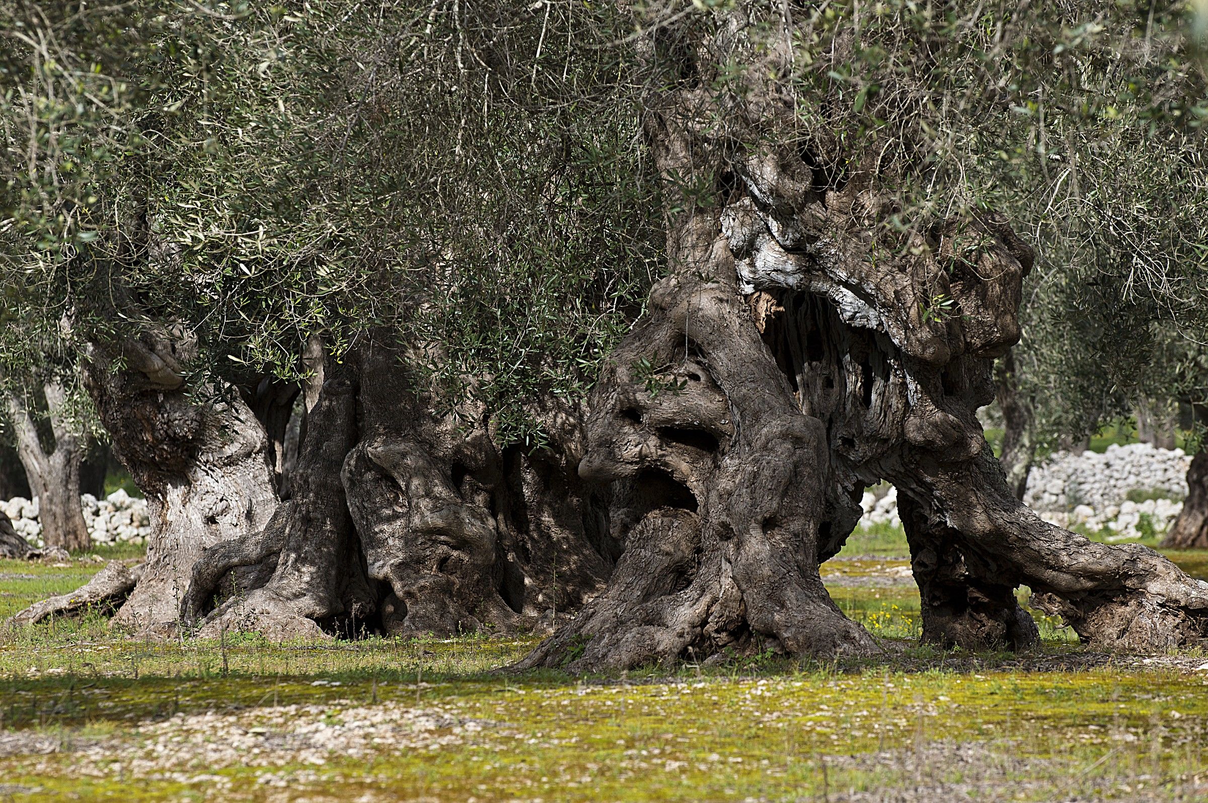Living monuments Landscape