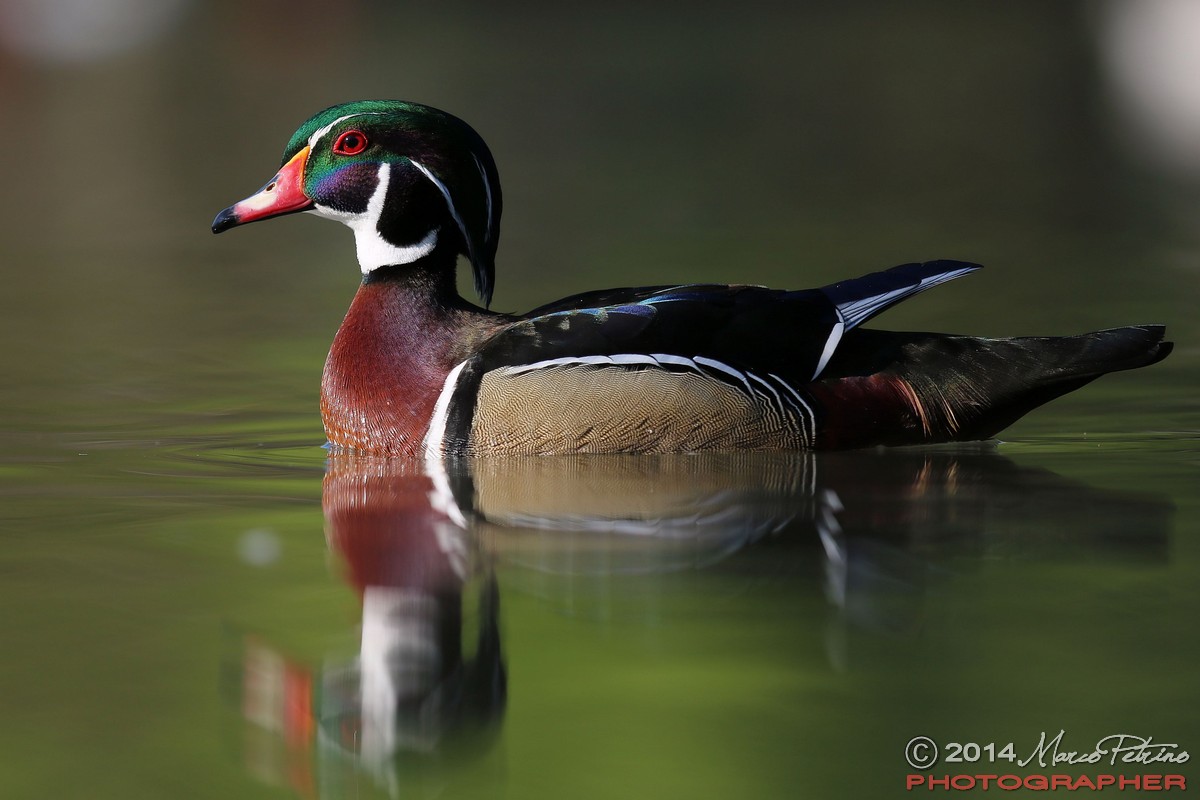 Anatra sposa (Aix sponsa)