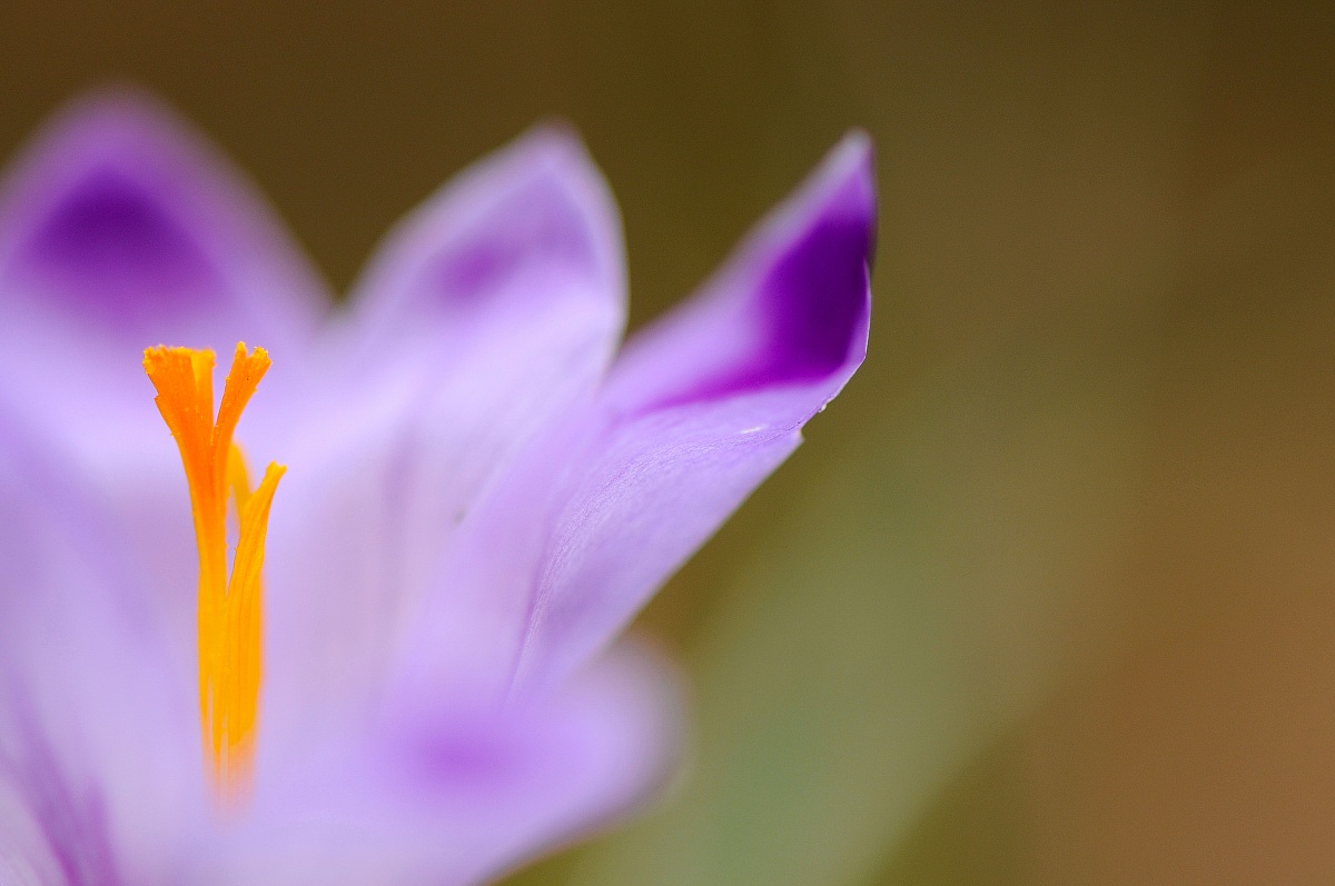 Crocus