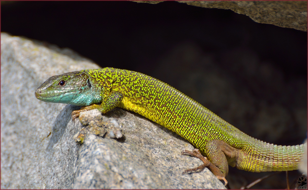 Lacerta viridis